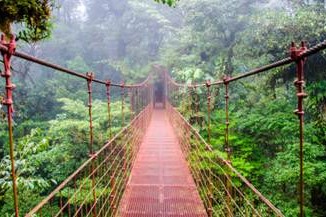 rope bridge through the treetops of a lush green jungle