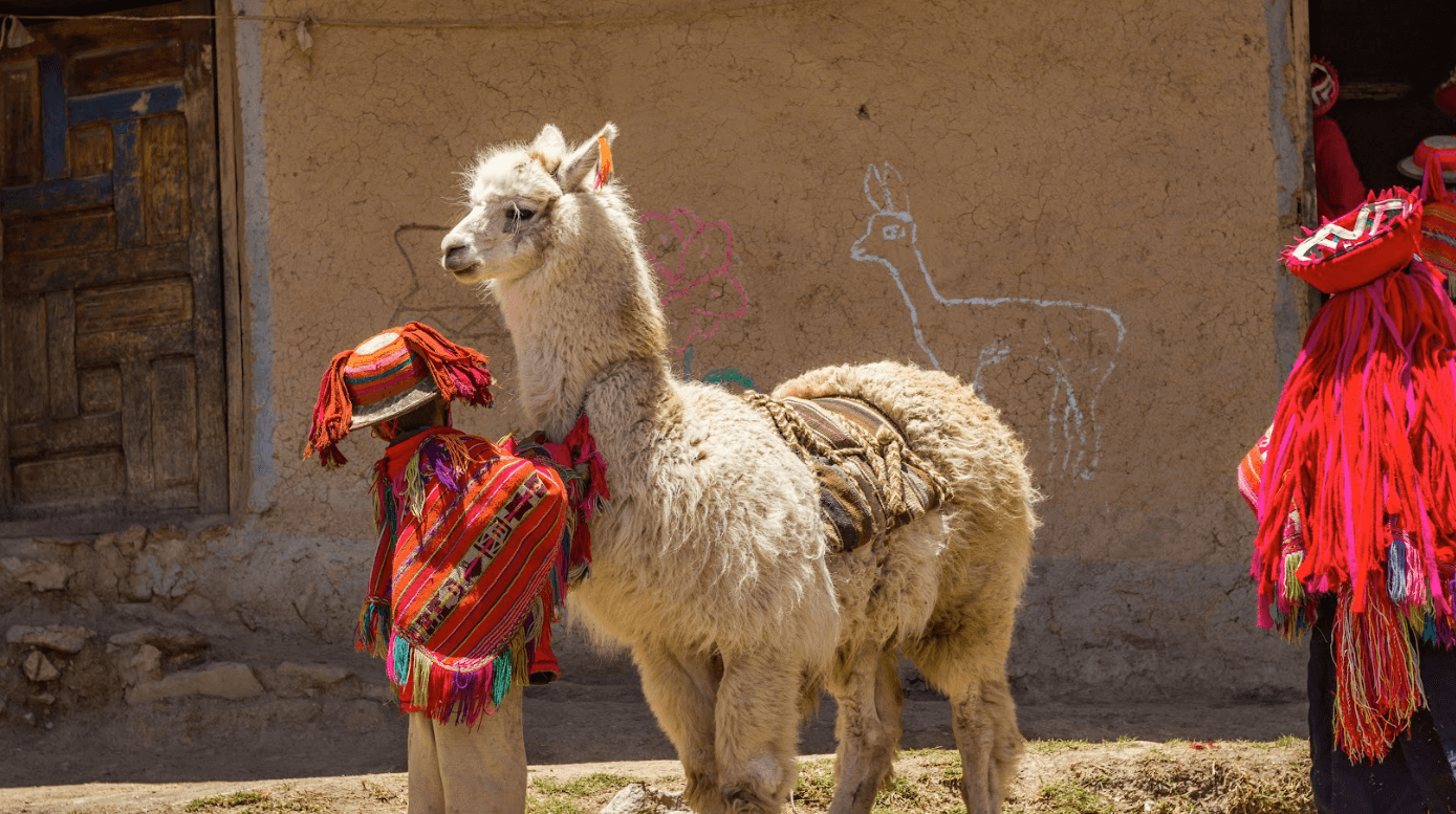 child in colorful Peruvian outfit stands with a llama