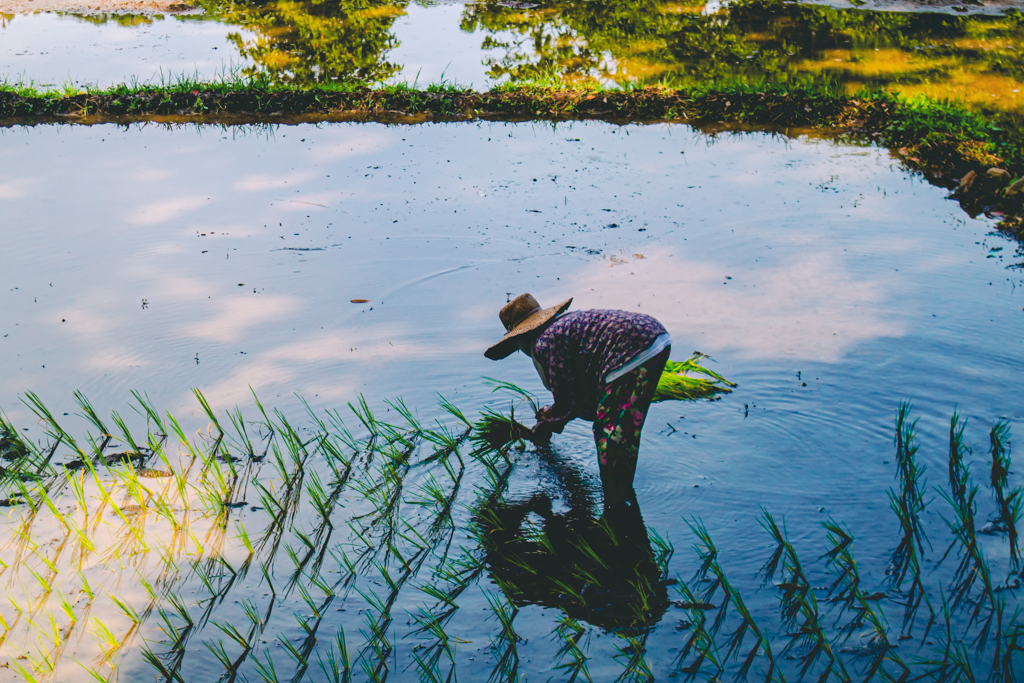 an indigenous pratice of rice cultivation in the Philippines